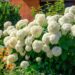 6 Stunning White Hydrangea Bushes to Grow