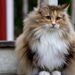 7 Longest Living Cat Breeds (1)