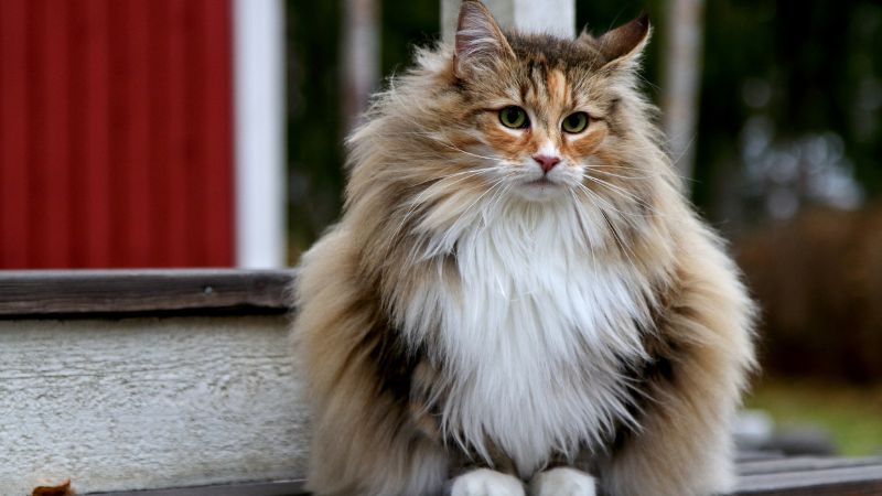 7 Longest Living Cat Breeds (1)