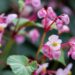 7 Varieties of Begonias for Gardens and Containers