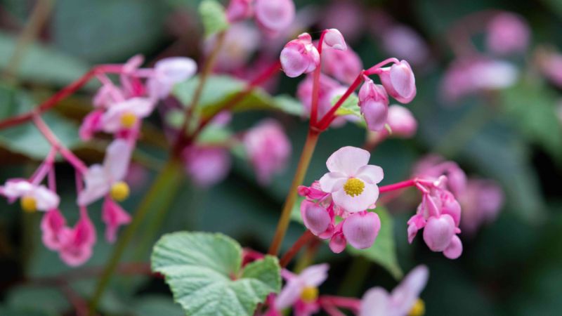 7 Varieties of Begonias for Gardens and Containers