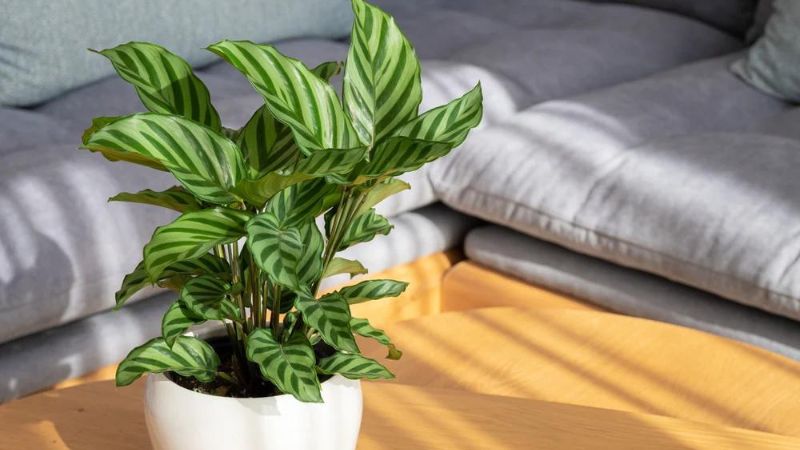 8 Benefits of Having a Calathea Plant in Your Home