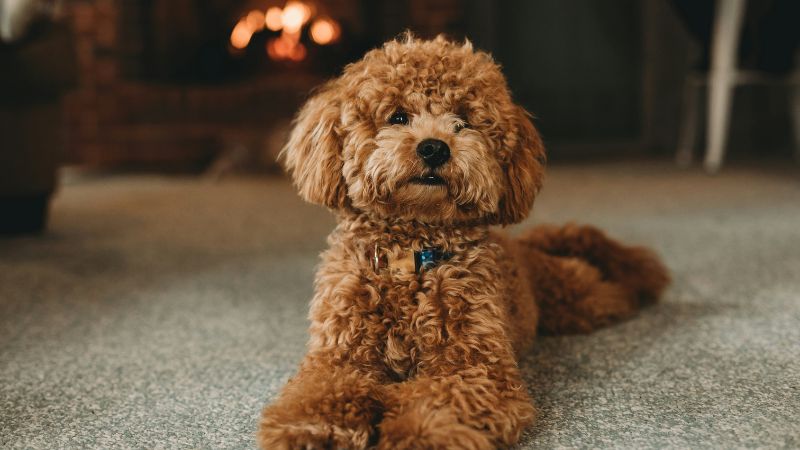 8 Popular Dog Breeds with Gorgeous Curly Hair
