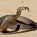 8 Types Of Snakes Ranked By Danger Level In 2024