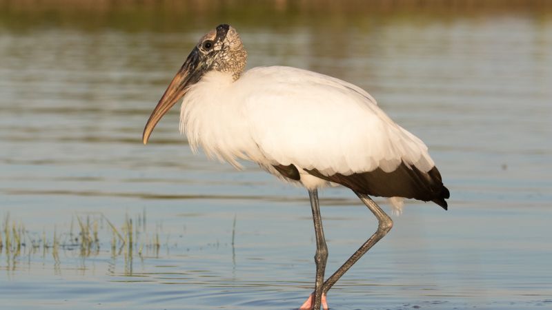 8 Wildest Animals in the Everglades