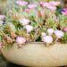 9 Flowering Succulents to Grow for Their Stunning Blooms