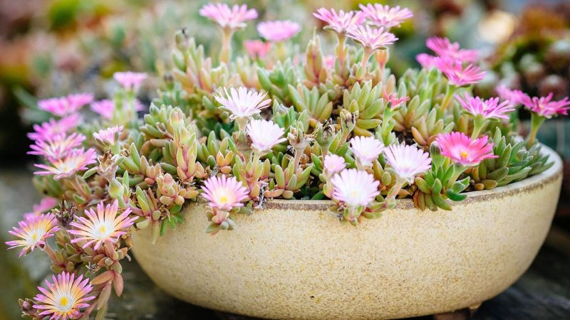 9 Flowering Succulents to Grow for Their Stunning Blooms