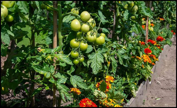 Benefits of Companion Planting for Tomatoes