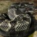 Discover the Largest Timber Rattlesnake Ever Recorded!