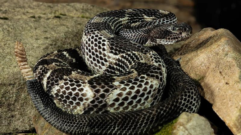 Discover the Largest Timber Rattlesnake Ever Recorded!