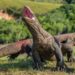 The 6 Largest Komodo Dragon Ever