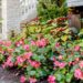 The 8 Best Shade Plants for Your Garden