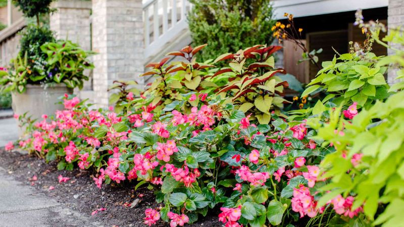 The 8 Best Shade Plants for Your Garden