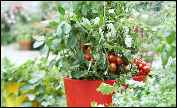 Tips for Growing Tomatoes Successfully
