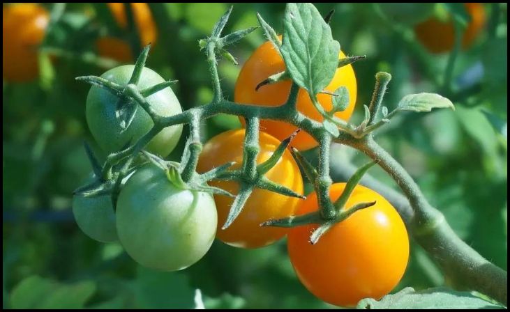Top Companion Plants for Tomatoes