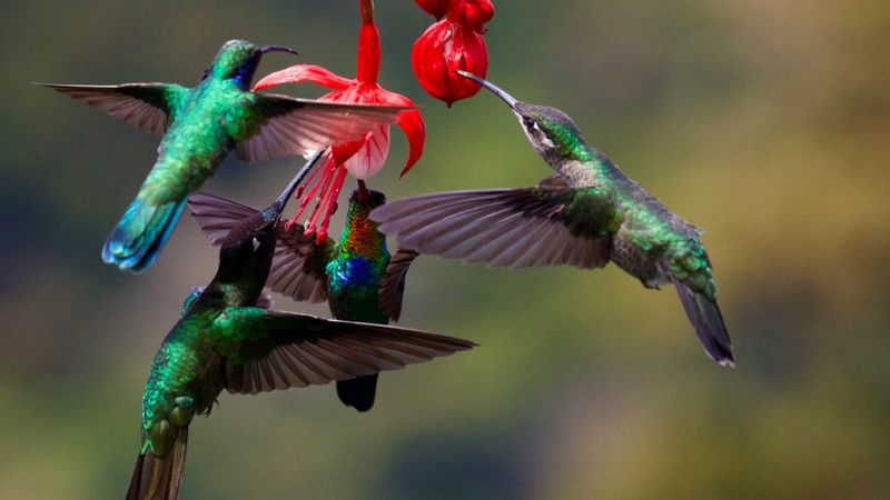 7 Ways To Attract Hummingbirds To Your Yard