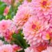 8 Flowering Annuals That Will Last All Summer