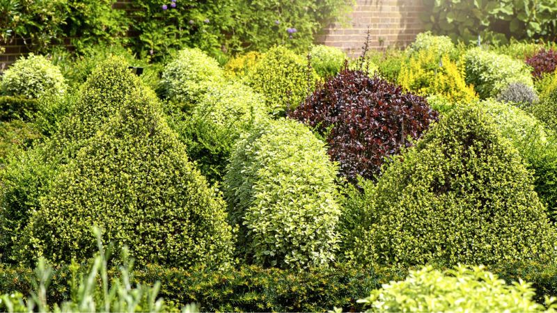 7 Best Types Of Evergreen Shrubs To Grow For Year Round Color